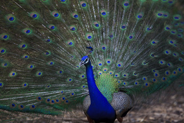 Obraz premium close up of indian peacock with beautiful tail feathers