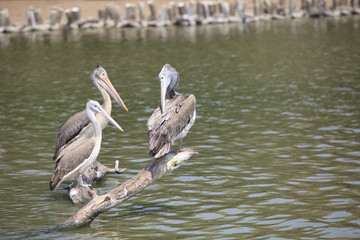 spot billed pelican