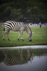 Fototapeta na wymiar zebra on green grass field full body