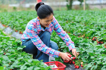 people picking strawberry at field