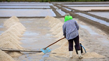 worker shoveling salt at salt pan in Samut Sakhon, Thailand