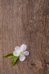 Fototapeta na wymiar wiśniowe kwiaty na drewnianym tle