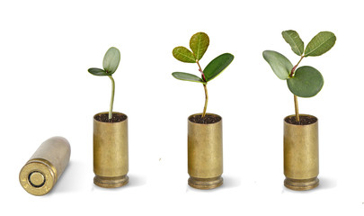 Sapling growing from shell