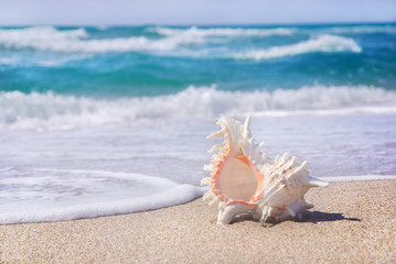 Fototapeta na wymiar sea background with seashell on the tropical sandy beach against