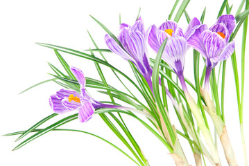 Spring crocus flowers on white background