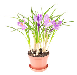 crocus flowers in pot on white background