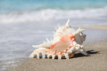 Obraz na płótnie Canvas big seashell on sandy beach in wave splashes