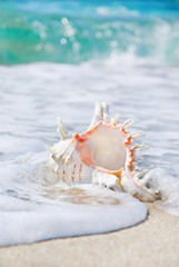 Obraz na płótnie Canvas seashell on sandy beach in waves
