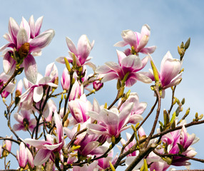Magnolien: Blütenfülle im Frühling