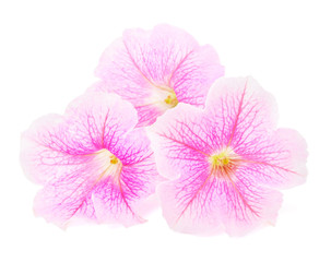 Fototapeta premium rosy petunia flowers isolated on white