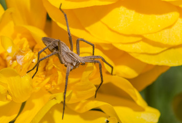 Spider on a yellow flower