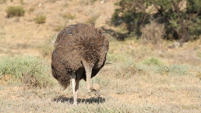 Female ostrich foraging on sparse vegetation