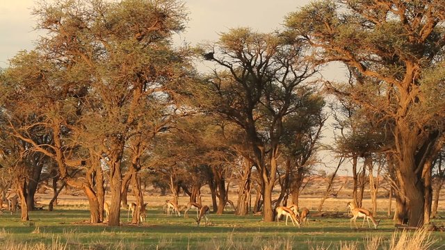 Springbok antelopes in late afternoon light, Kalahari