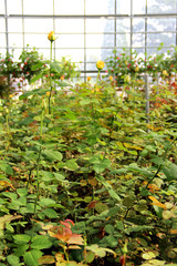 Roses in the greenhouse