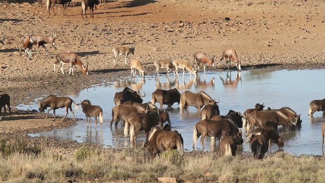 Black wildebeest and blesbok antelopes at a waterhole