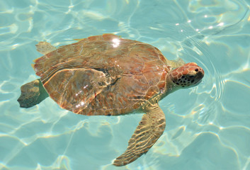 Green sea turtle. Exuma, Bahamas
