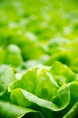 Green fresh vegetable