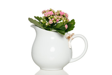 Pink kalanchoe flowers in white teapot pot over white