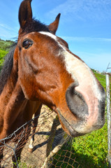Caballo