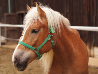 Pferd spitzt die Ohren