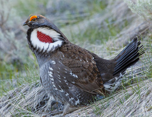 Displaying Blue Grouse