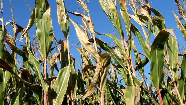 Herbst im Mais - Maisfeld