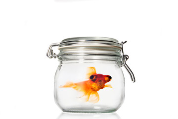 Goldfish Tub