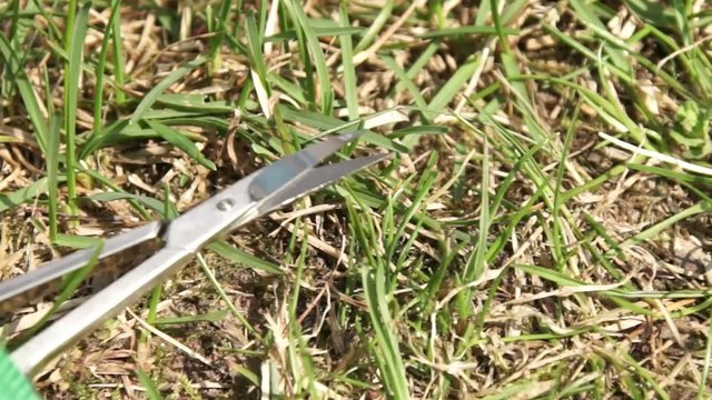 Lawn care with nail scissors