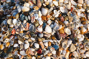 background of shells