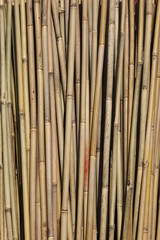 bamboo cane