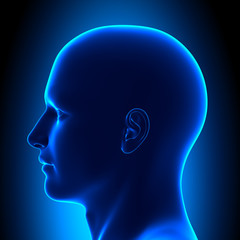 Anatomy Head - Left Side View - Blue concept