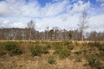 birch trees and gorse