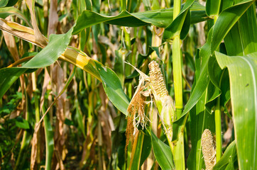 Damage of cornfield