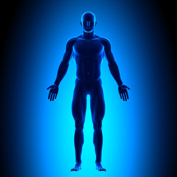 Anatomy Body - Front View - Blue concept