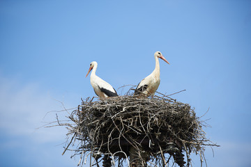 Stork in the nest