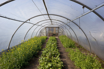poly tunnel in springtime