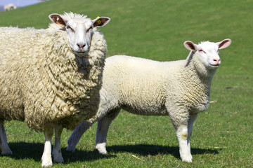 mum sheep and her baby lamb