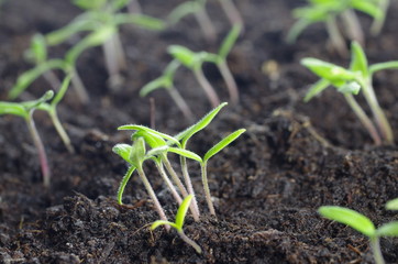 young of the tomatoes seedling