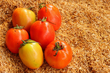 Fresh vegetable -Tomato