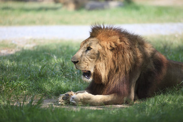 male lion on lying on green grass field