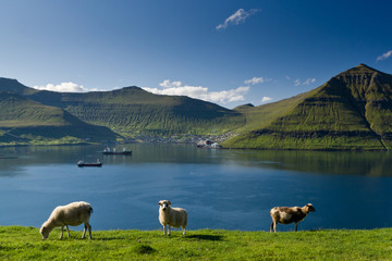 Grazing sheep, Fuglafjordur, Faroe Islands, 2011