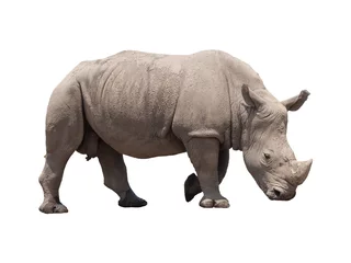 Zelfklevend Fotobehang rhino isolated on white © stockphoto mania