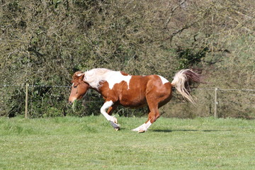 Folie d'une ponette