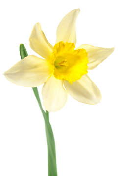 single daffodil