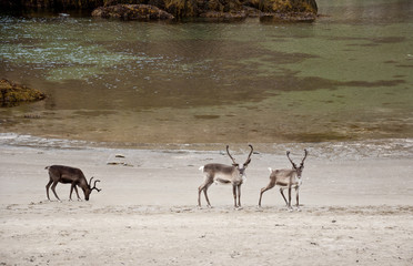 Fototapeta na wymiar Reindeers on the beach