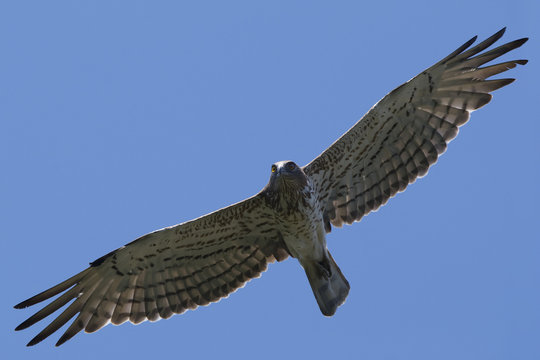 short-toed eagle (Circaetus gallicus) in flight