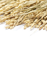 白背景に稲穂のアップ