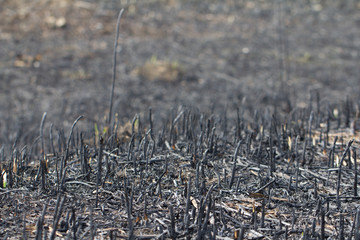 Burned grass field after fire in spring
