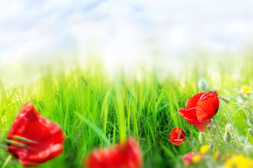 Beautiful spring flowers background.