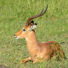 impala antelope,Botswana